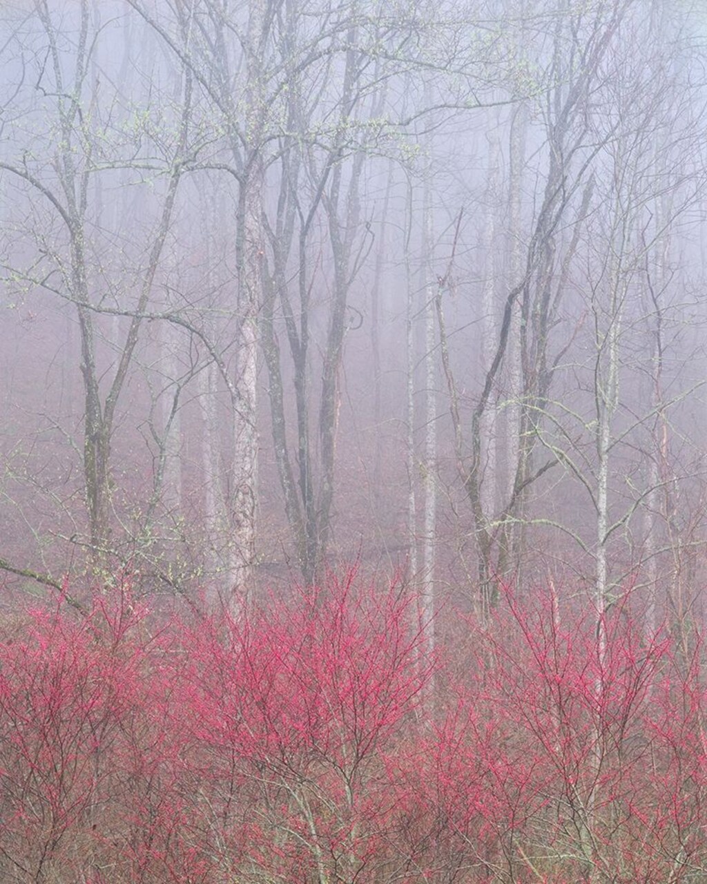 Redbud In Fog Poster Print by William Neill - Item # VARPDXWN274